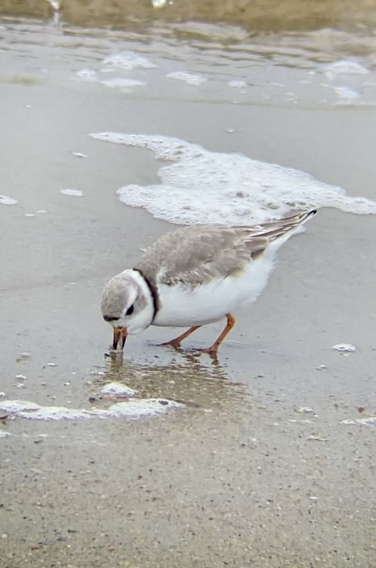 Piping Plover - ML619422301