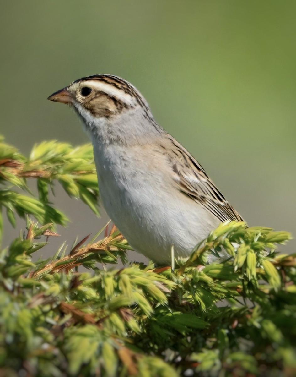 Clay-colored Sparrow - ML619422315
