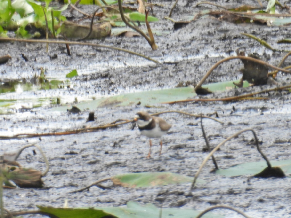 Semipalmated Plover - ML619422352