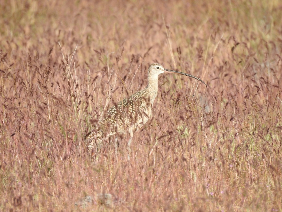 Long-billed Curlew - ML619422367