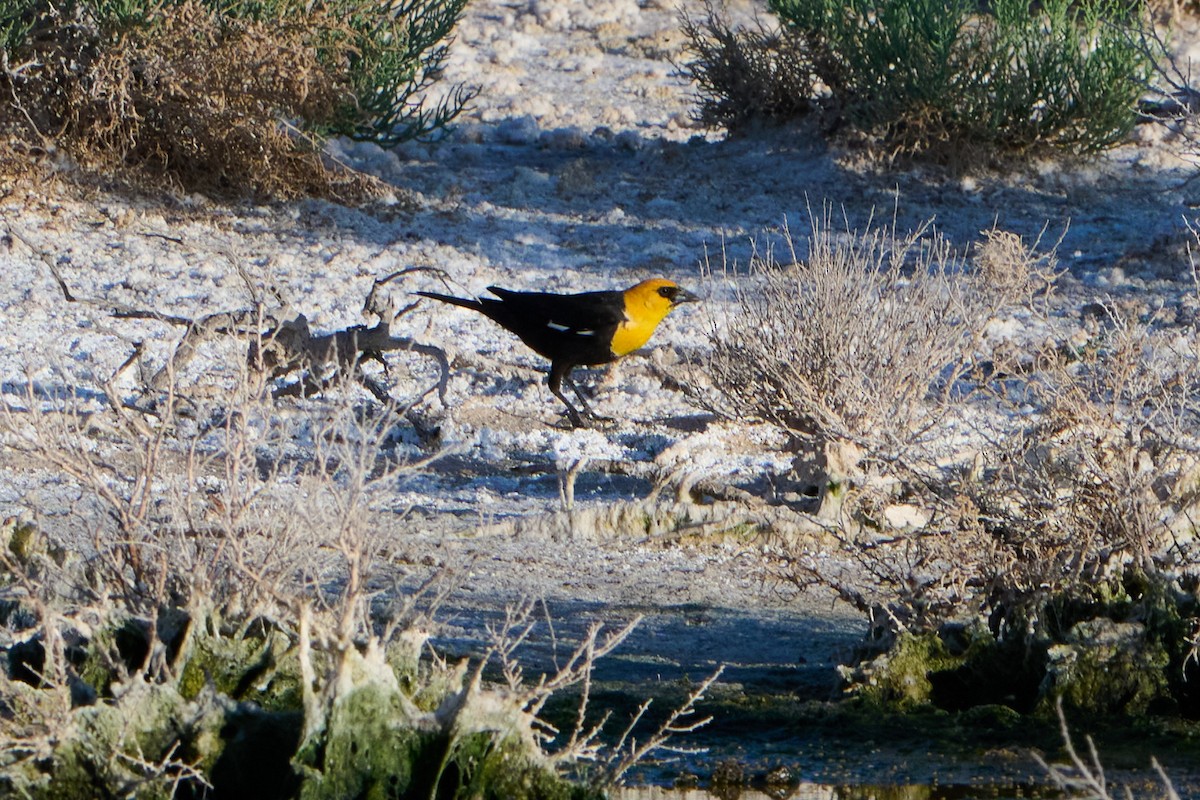 Yellow-headed Blackbird - ML619422393