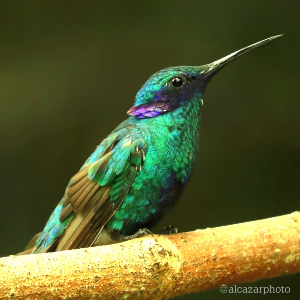 kolibřík modrolící - ML619422417