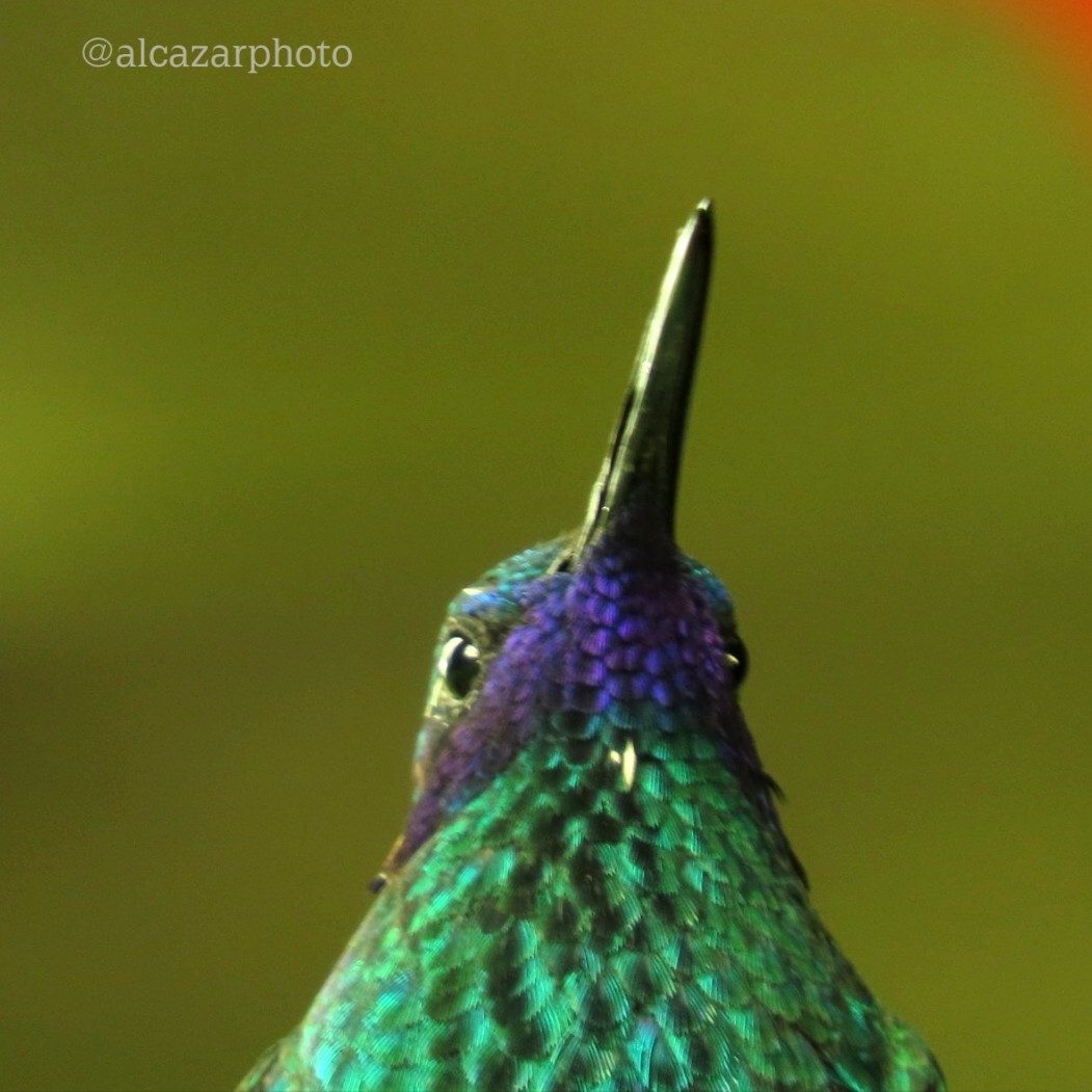 kolibřík modrolící - ML619422418