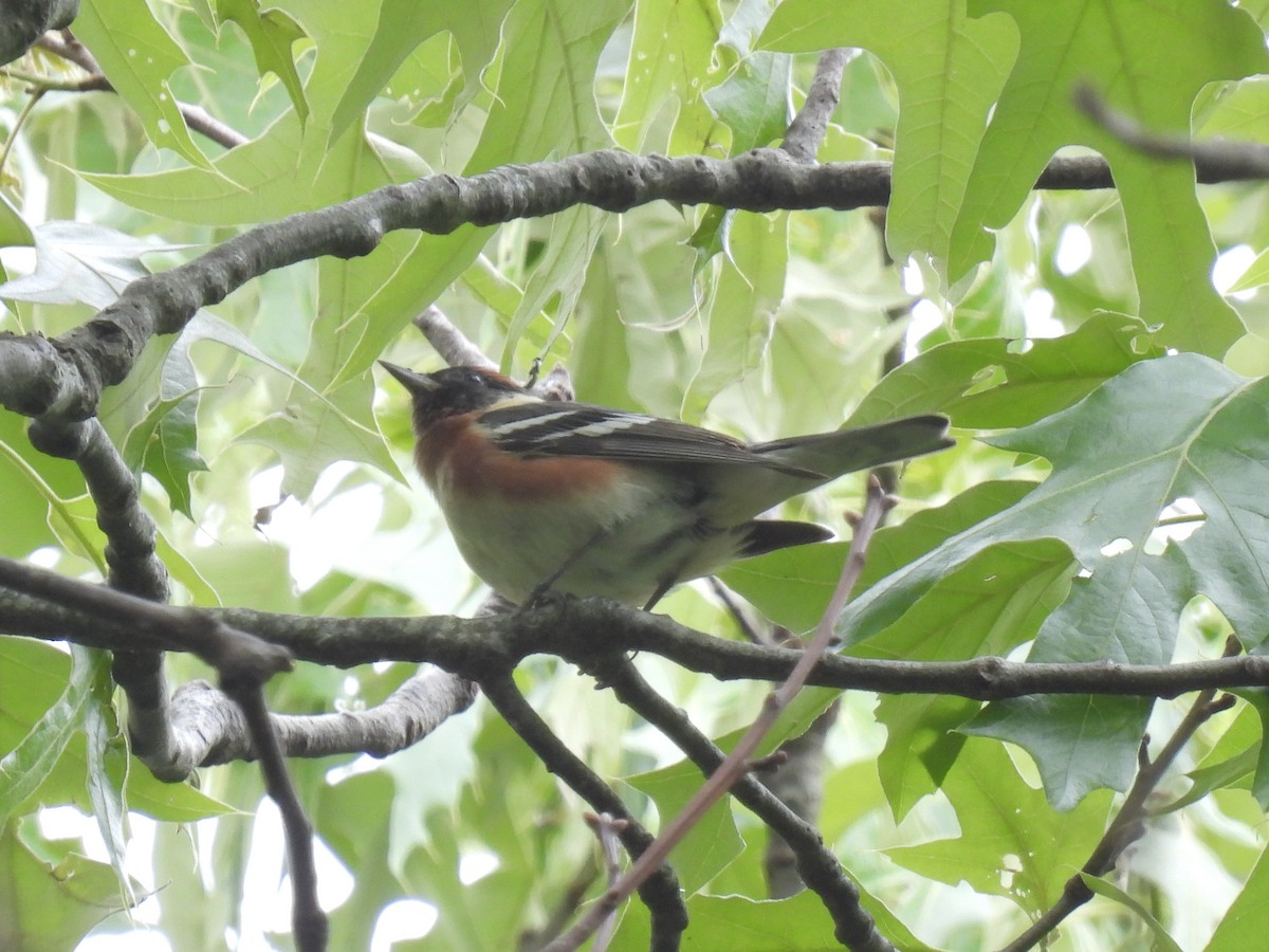 Bay-breasted Warbler - ML619422434