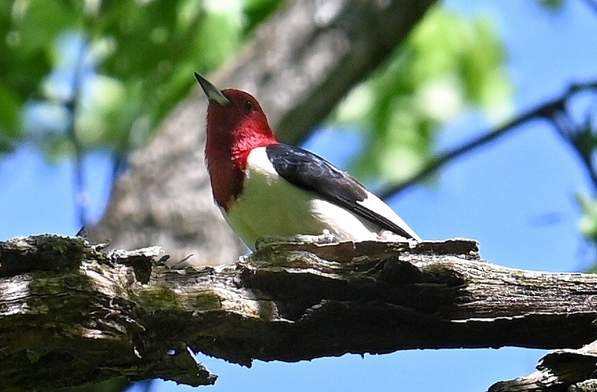 Red-headed Woodpecker - ML619422443