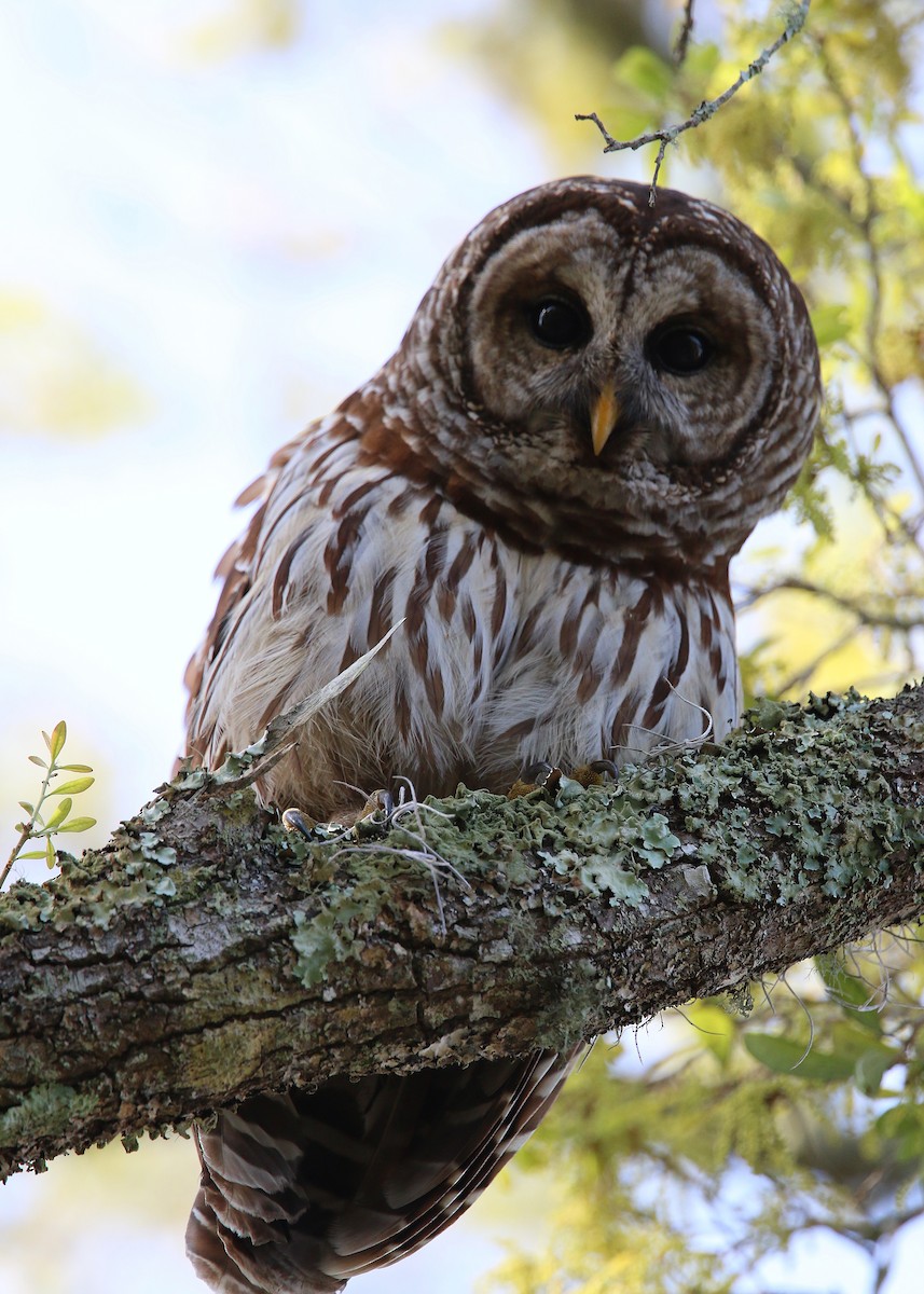 Barred Owl - ML619422446