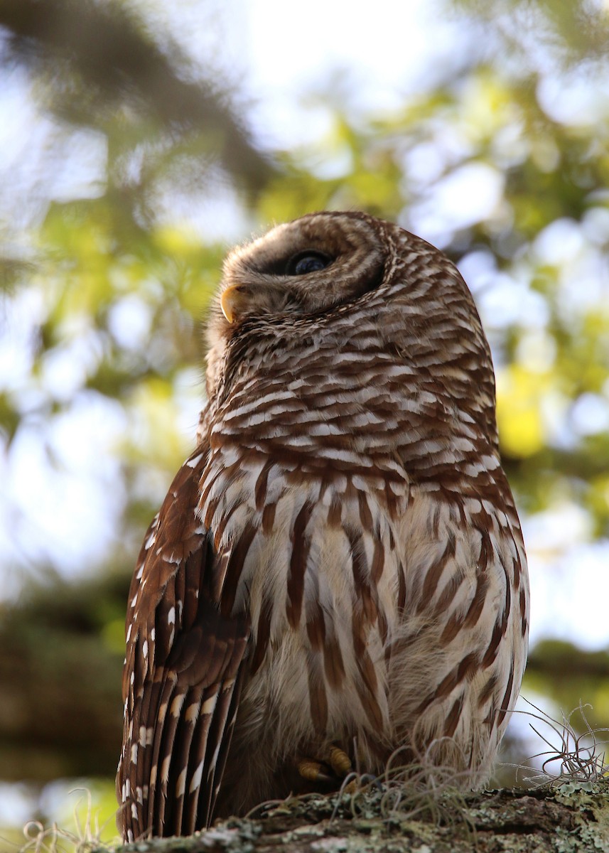 Barred Owl - ML619422450