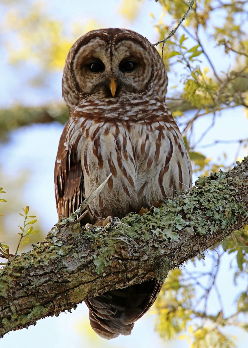 Barred Owl - ML619422458