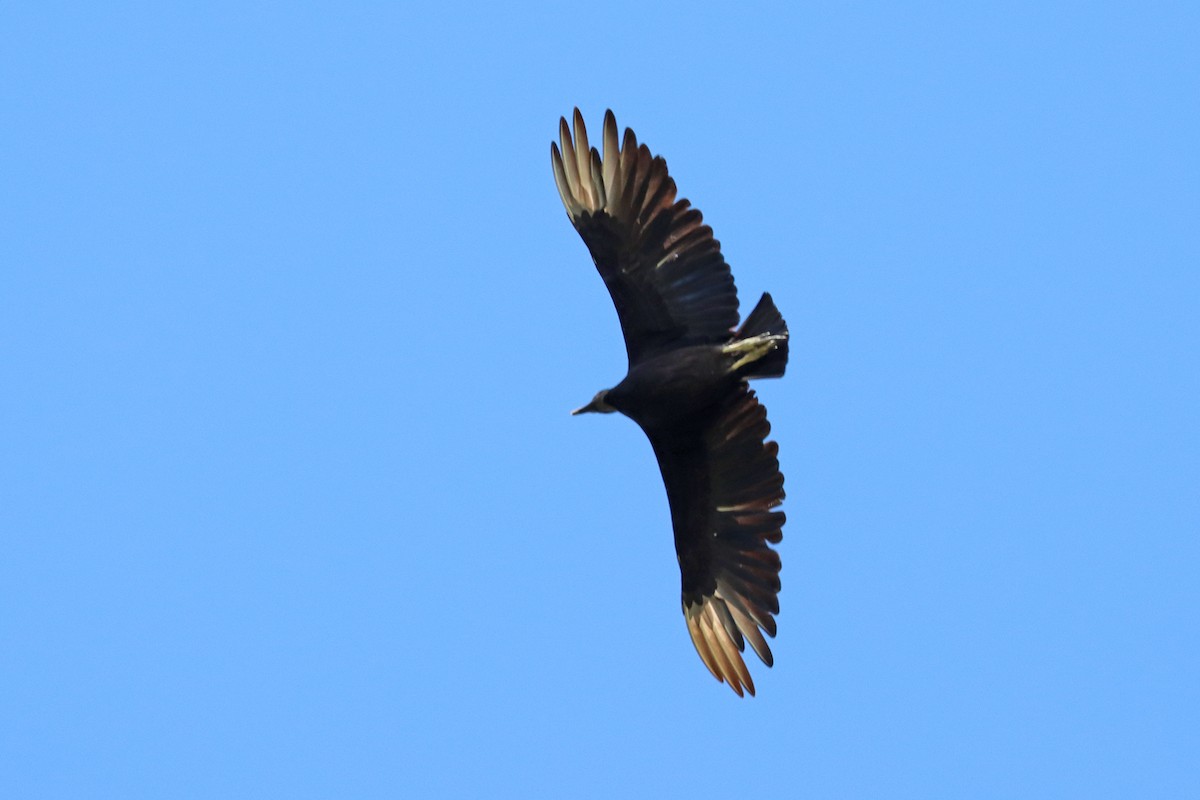 Black Vulture - ML619422476