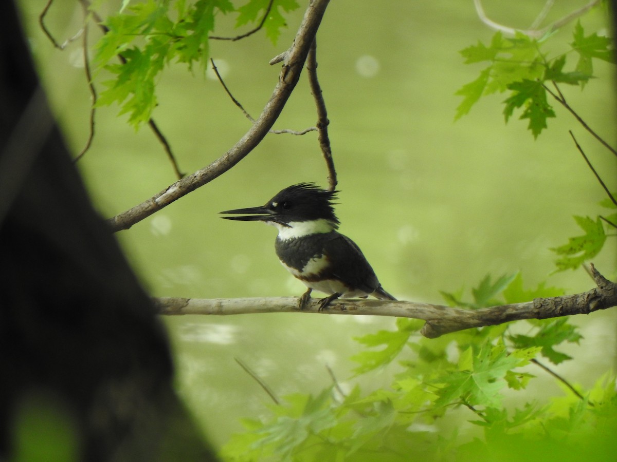 Belted Kingfisher - ML619422504