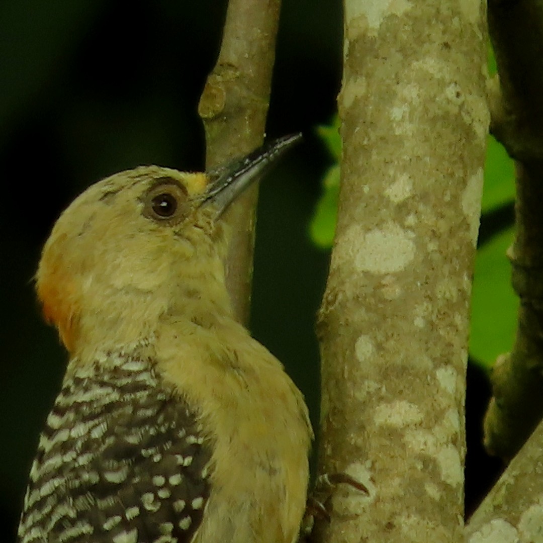 Red-crowned Woodpecker - ML619422511