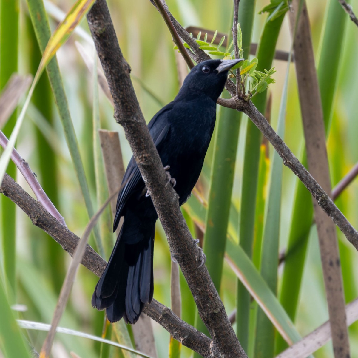 Unicolored Blackbird - ML619422523