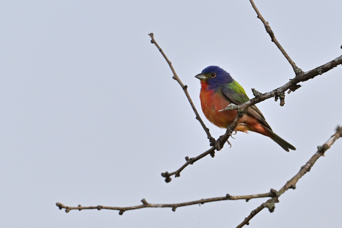 Painted Bunting - ML619422539