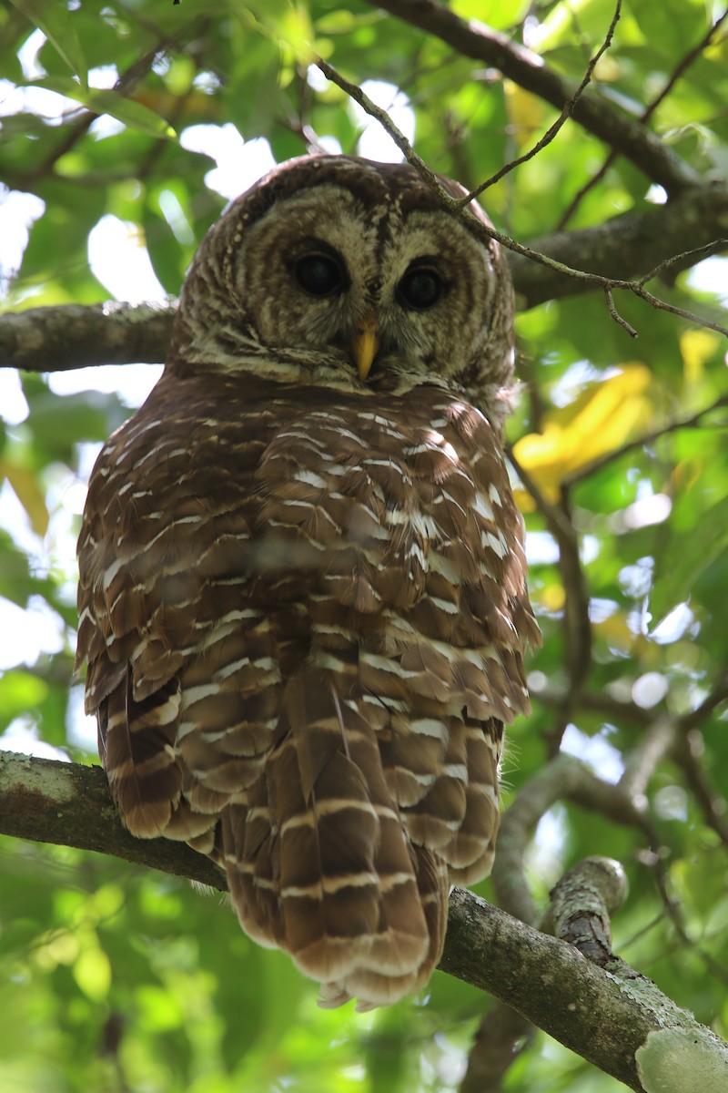Barred Owl - ML619422580