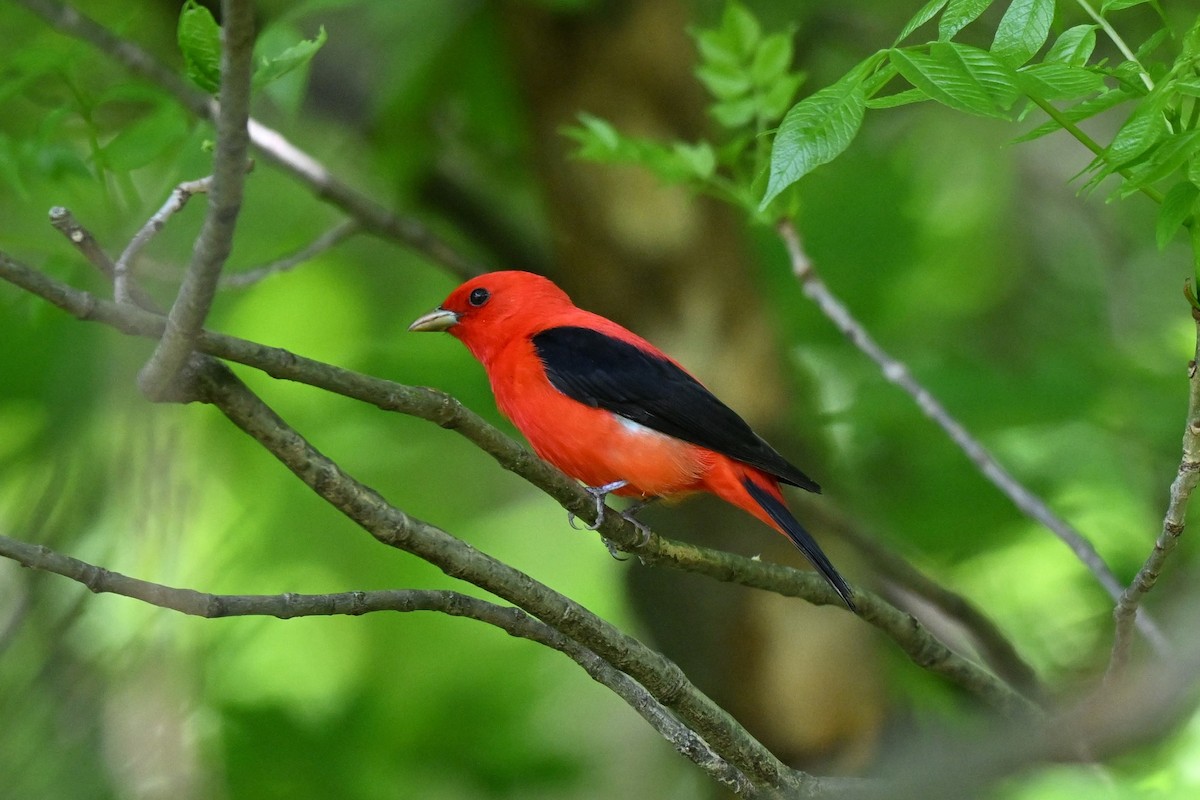 Scarlet Tanager - ML619422591
