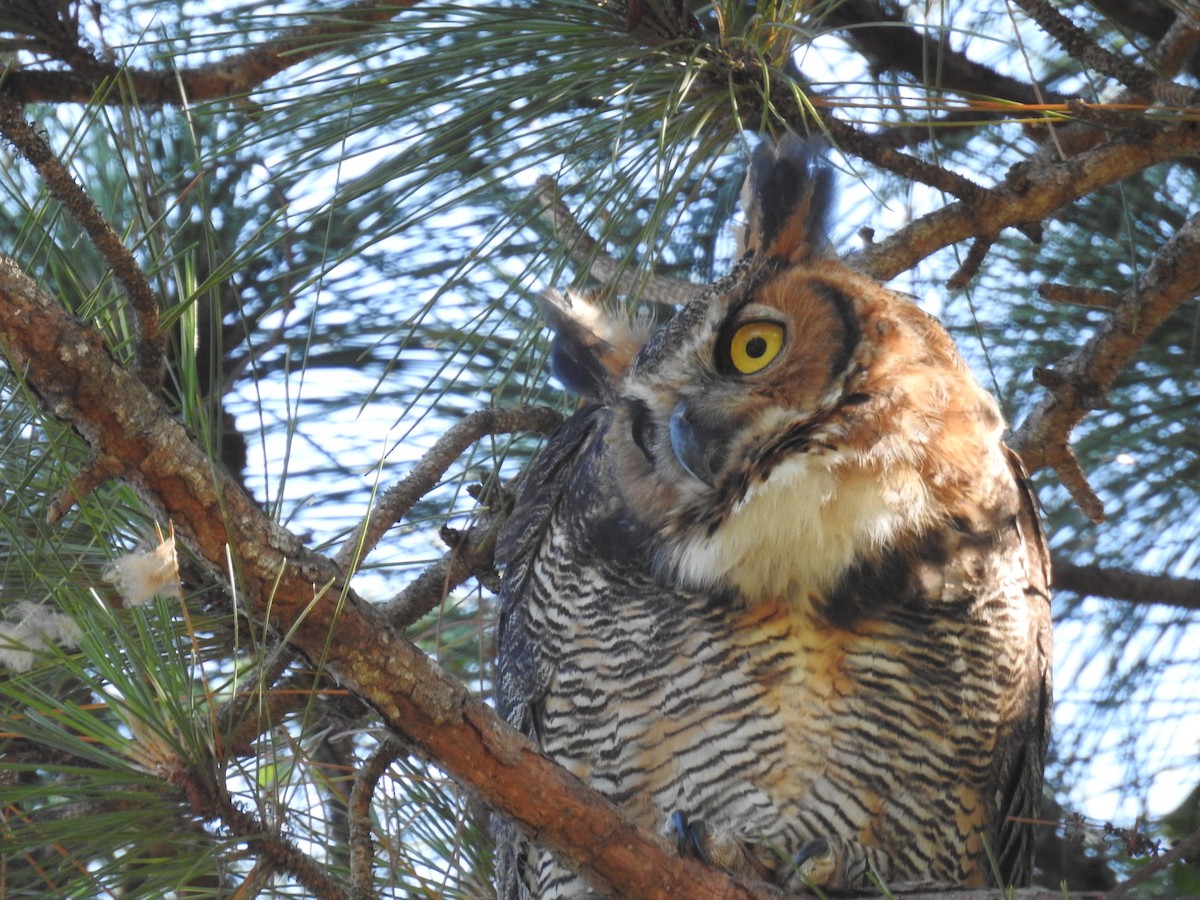 Great Horned Owl - ML619422607