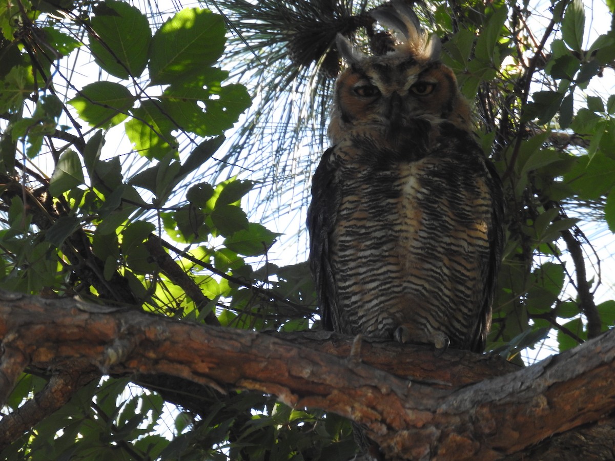 Great Horned Owl - ML619422608