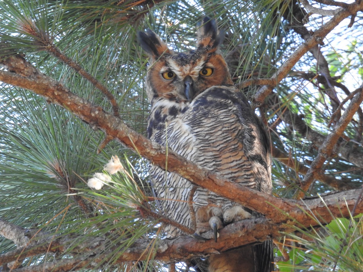 Great Horned Owl - ML619422609