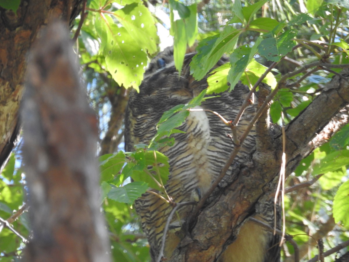 Great Horned Owl - ML619422610