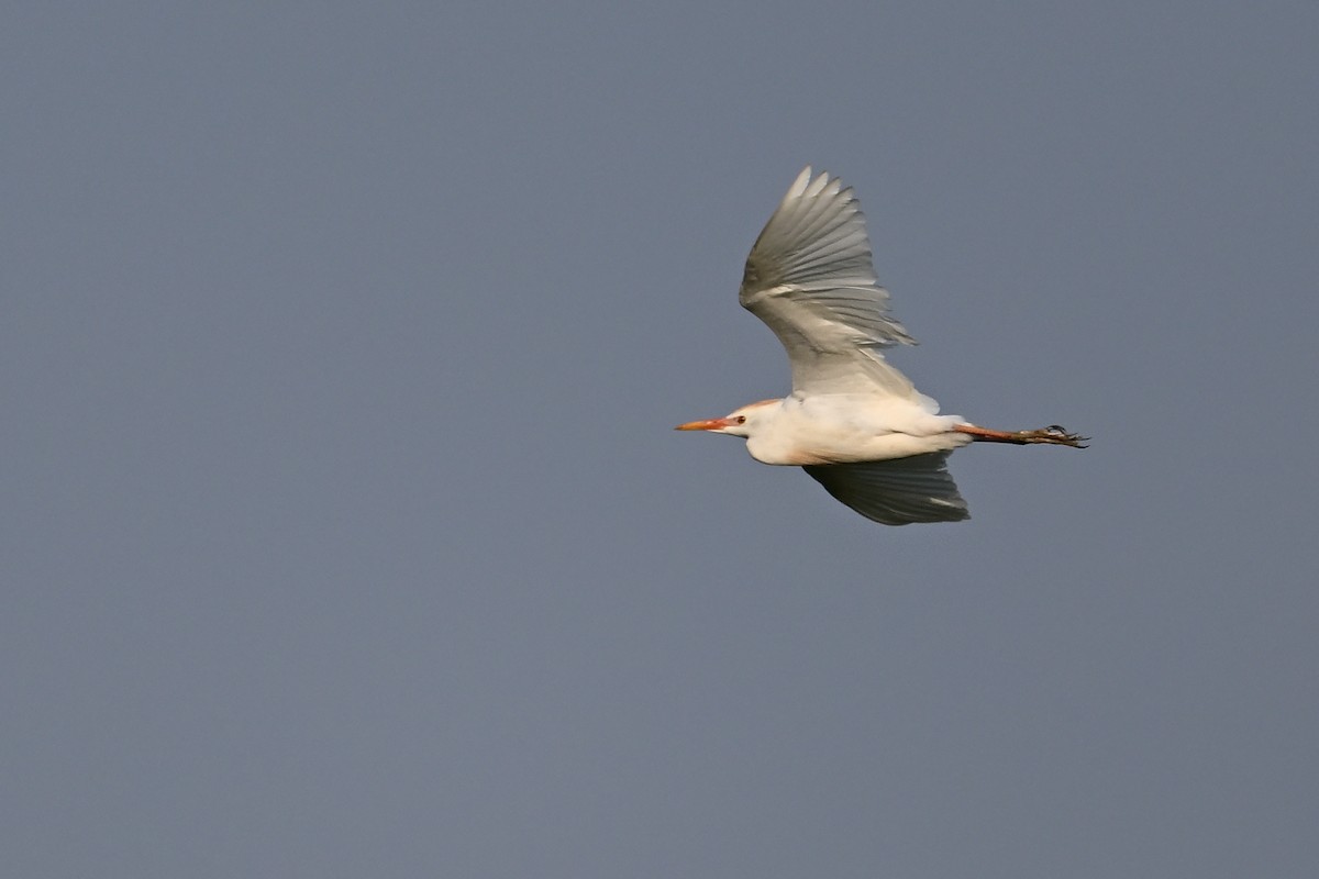Чапля єгипетська (підвид ibis) - ML619422619