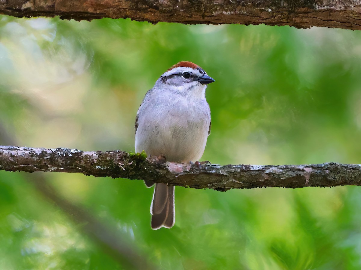 Chipping Sparrow - ML619422629