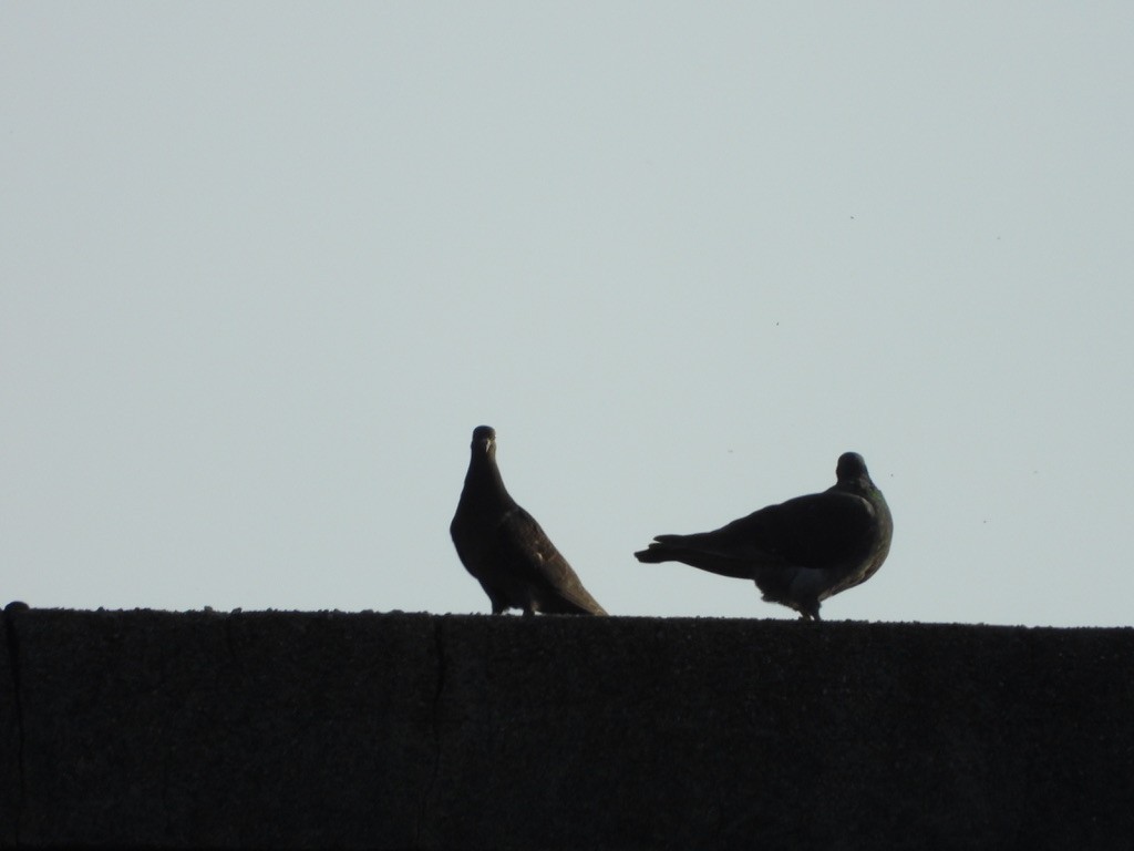 Rock Pigeon (Feral Pigeon) - ML619422644
