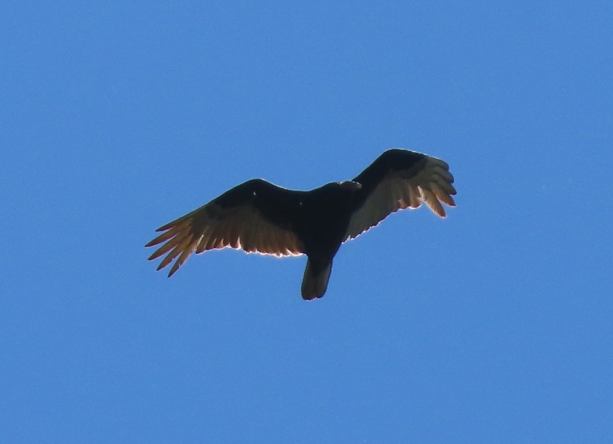 Turkey Vulture - ML619422651