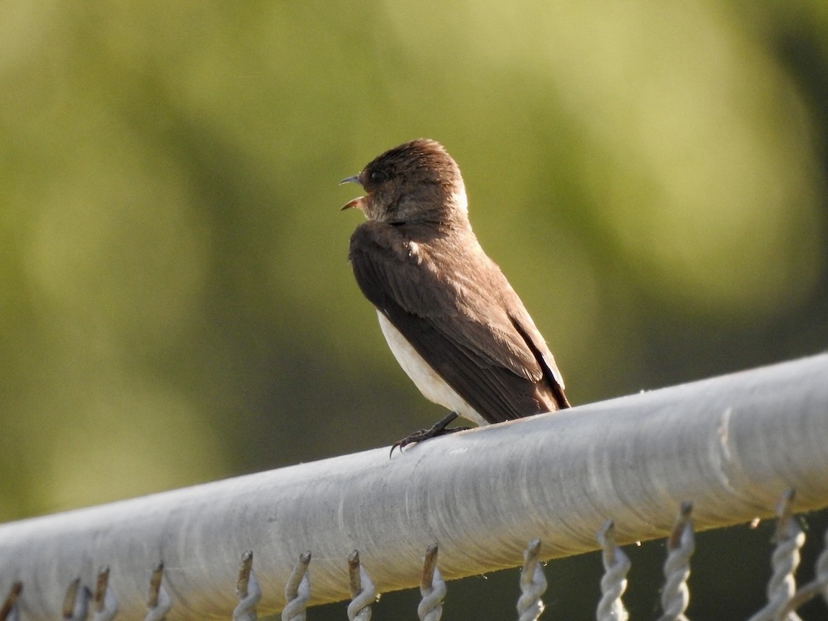 Northern Rough-winged Swallow - ML619422681