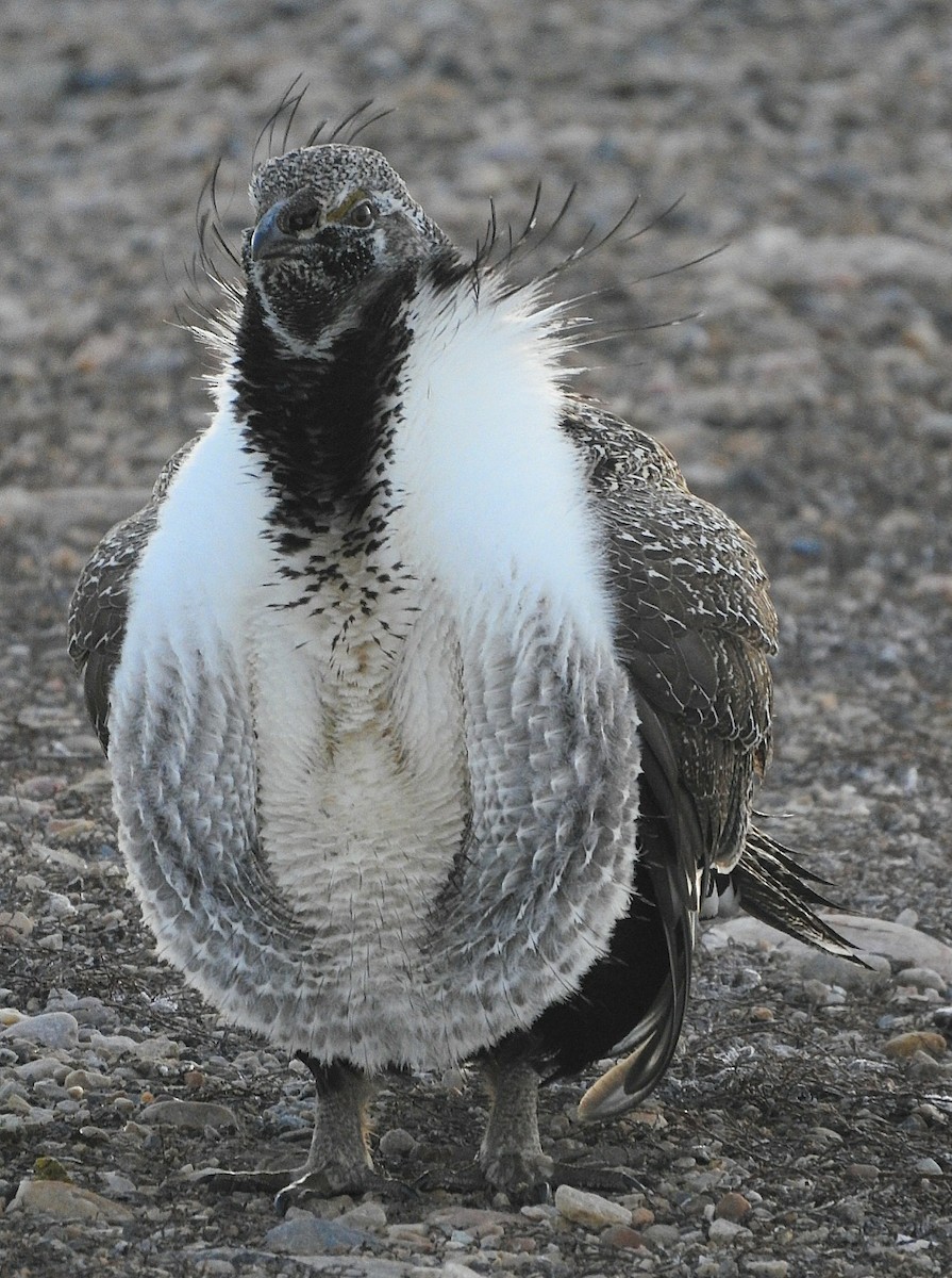 Greater Sage-Grouse - ML619422705