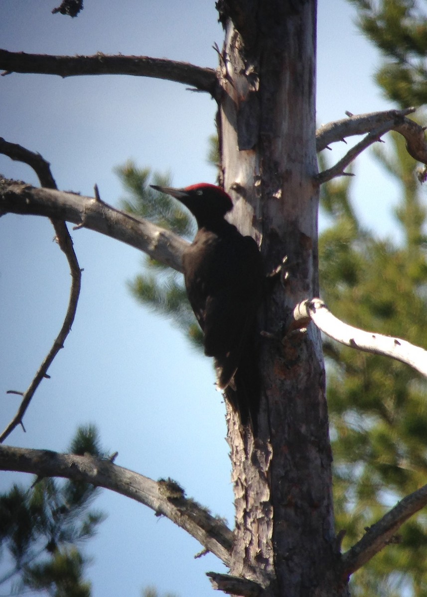 Black Woodpecker - ML619422846