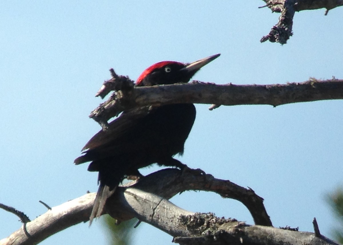 Black Woodpecker - ML619422847