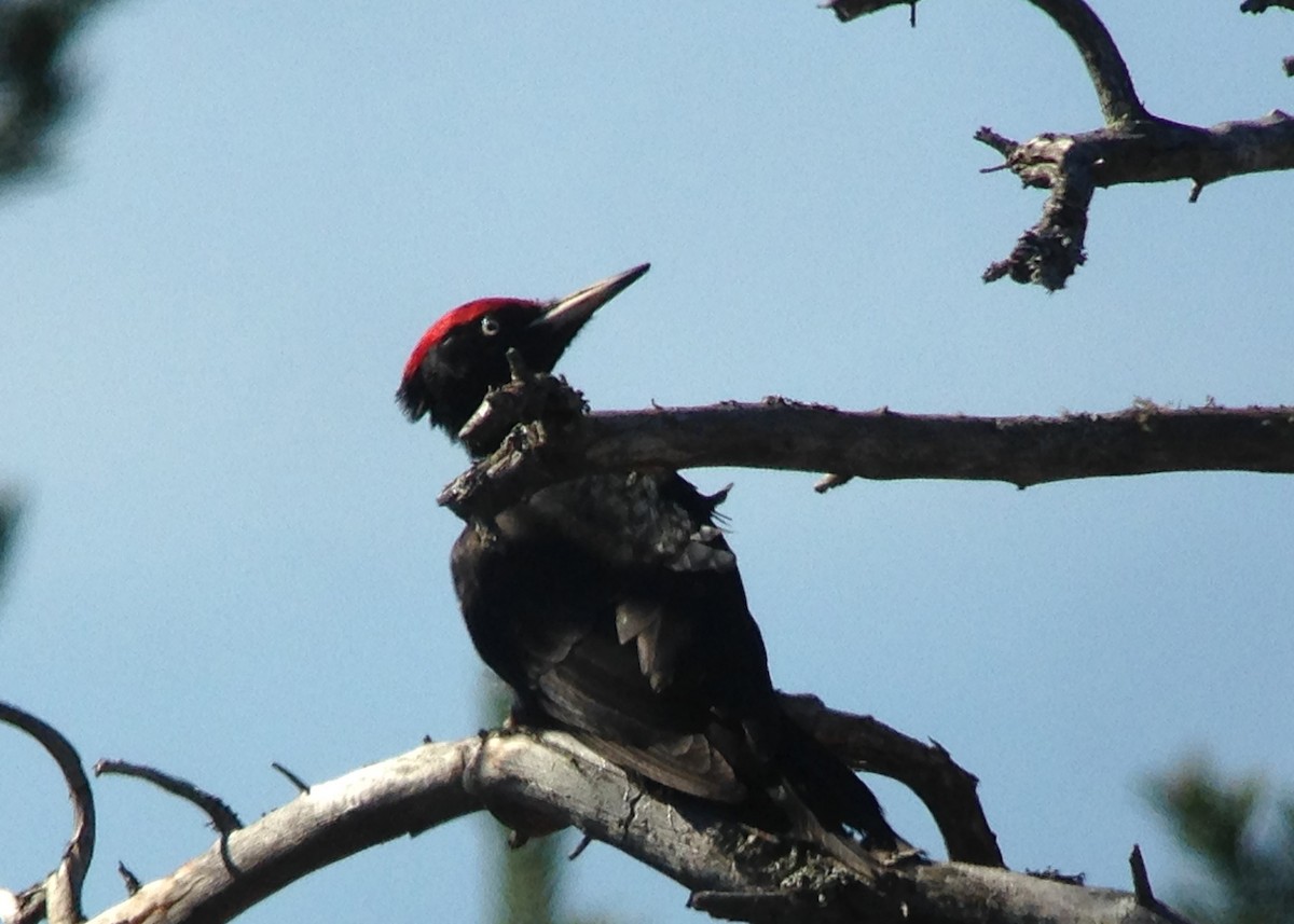 Black Woodpecker - ML619422848