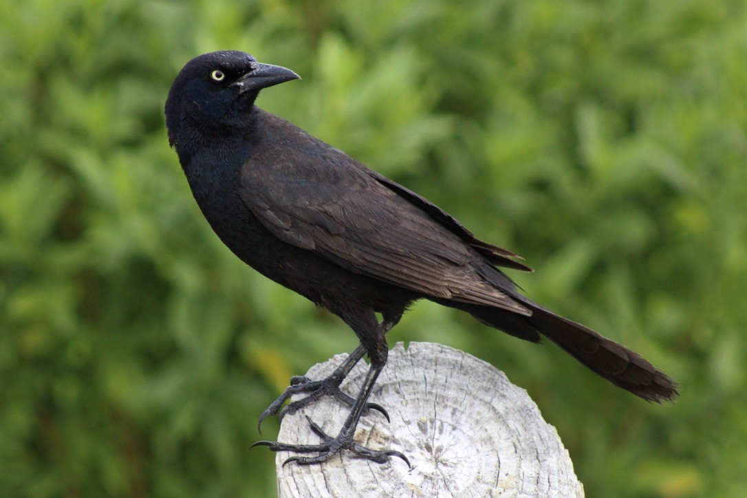 Boat-tailed Grackle - ML619422866