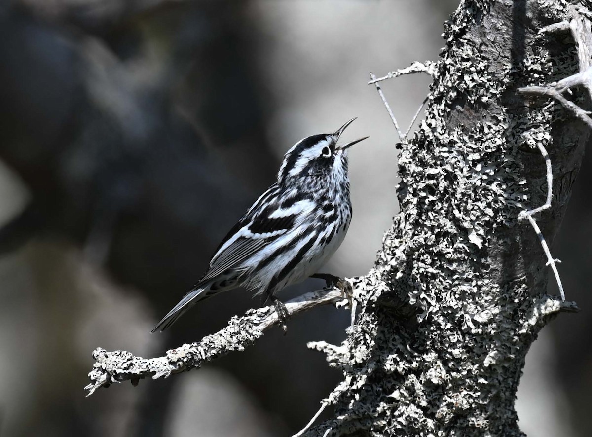 Black-and-white Warbler - ML619422868