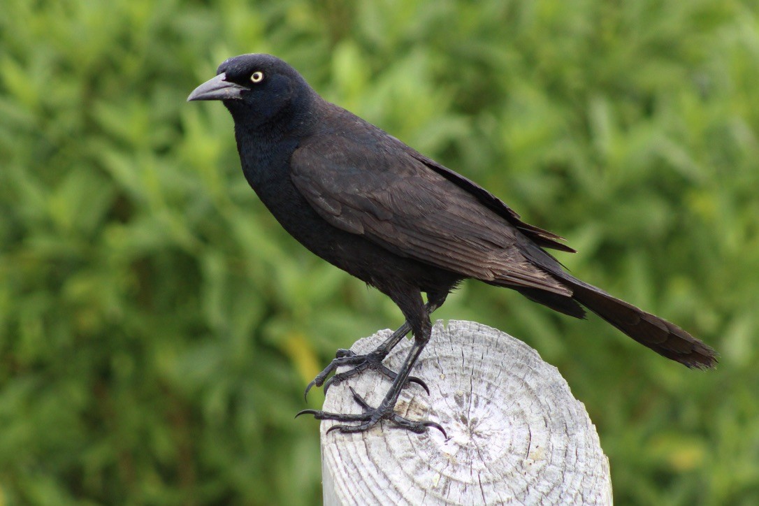 Boat-tailed Grackle - ML619422899