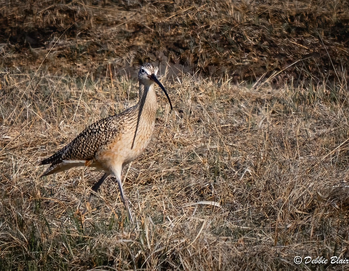 Long-billed Curlew - ML619422904