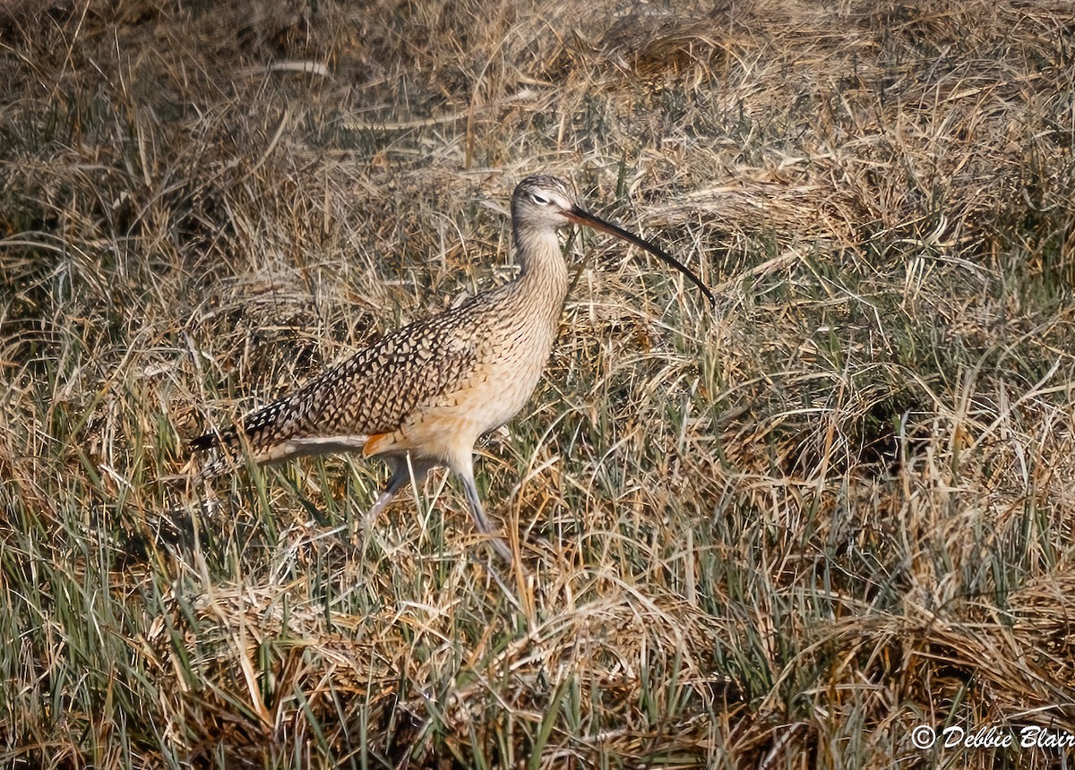 Long-billed Curlew - ML619422905
