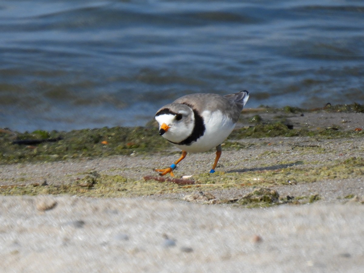 Piping Plover - ML619422912