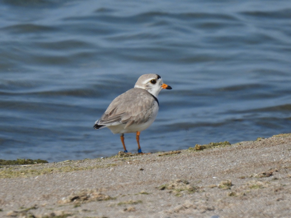 Piping Plover - ML619422914