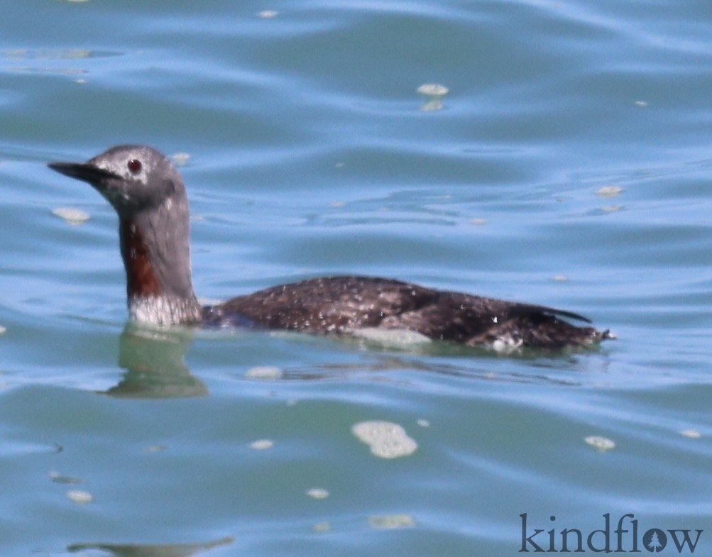 Red-throated Loon - ML619422924