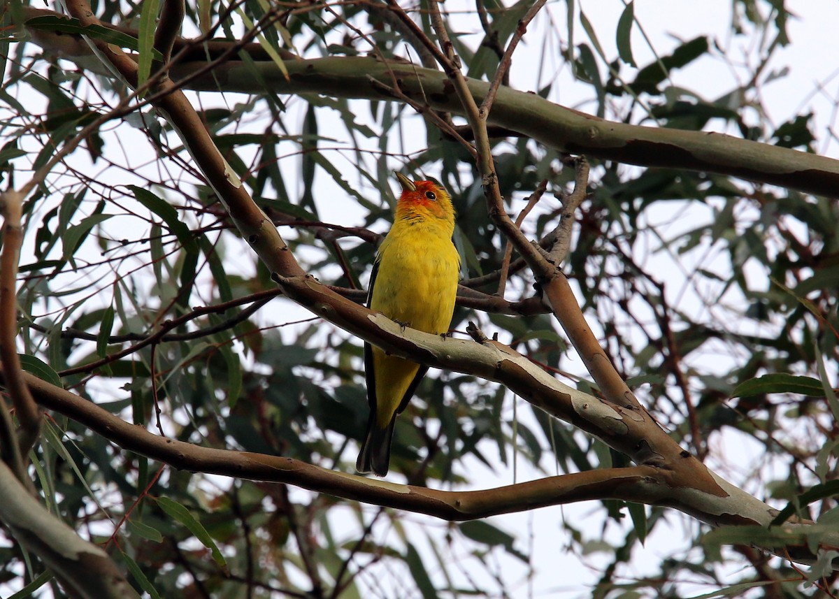 Western Tanager - ML619422935