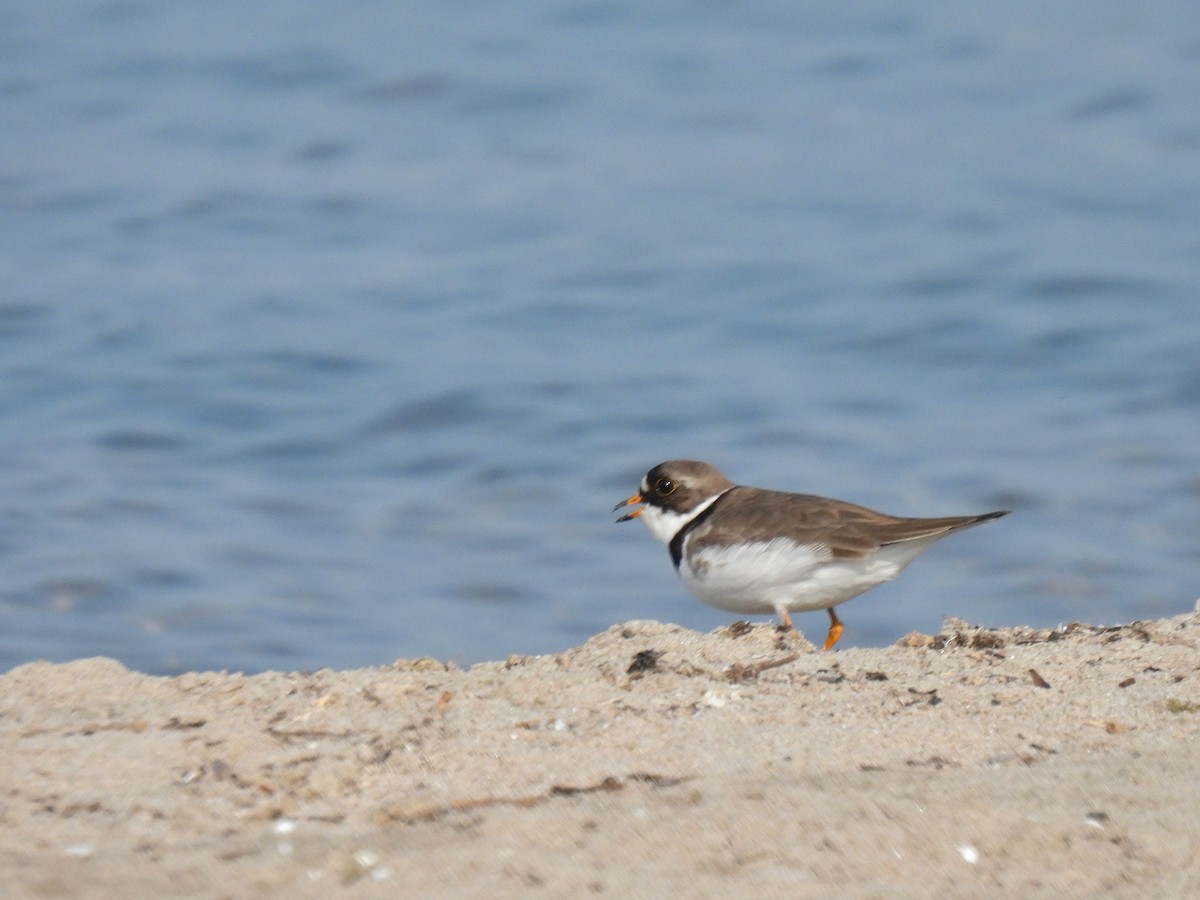 Semipalmated Plover - ML619422941