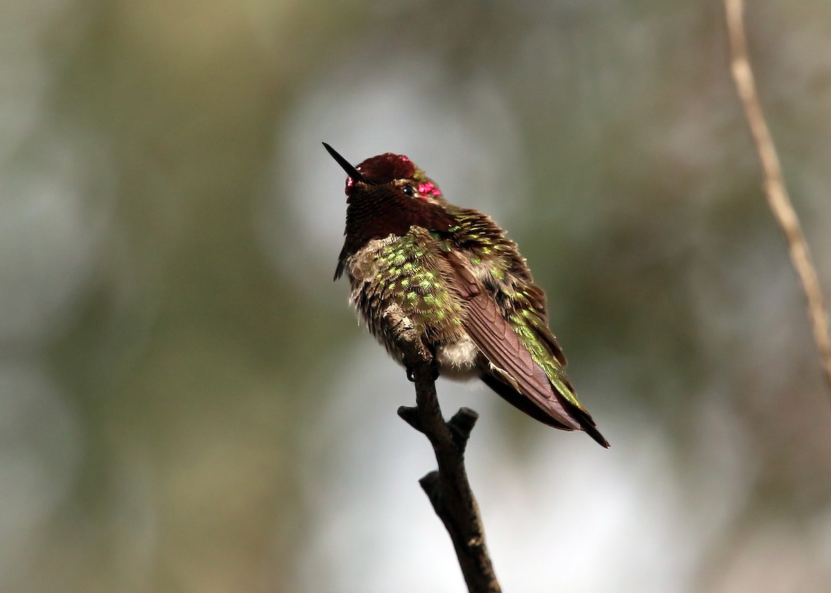 Anna's Hummingbird - ML619422944