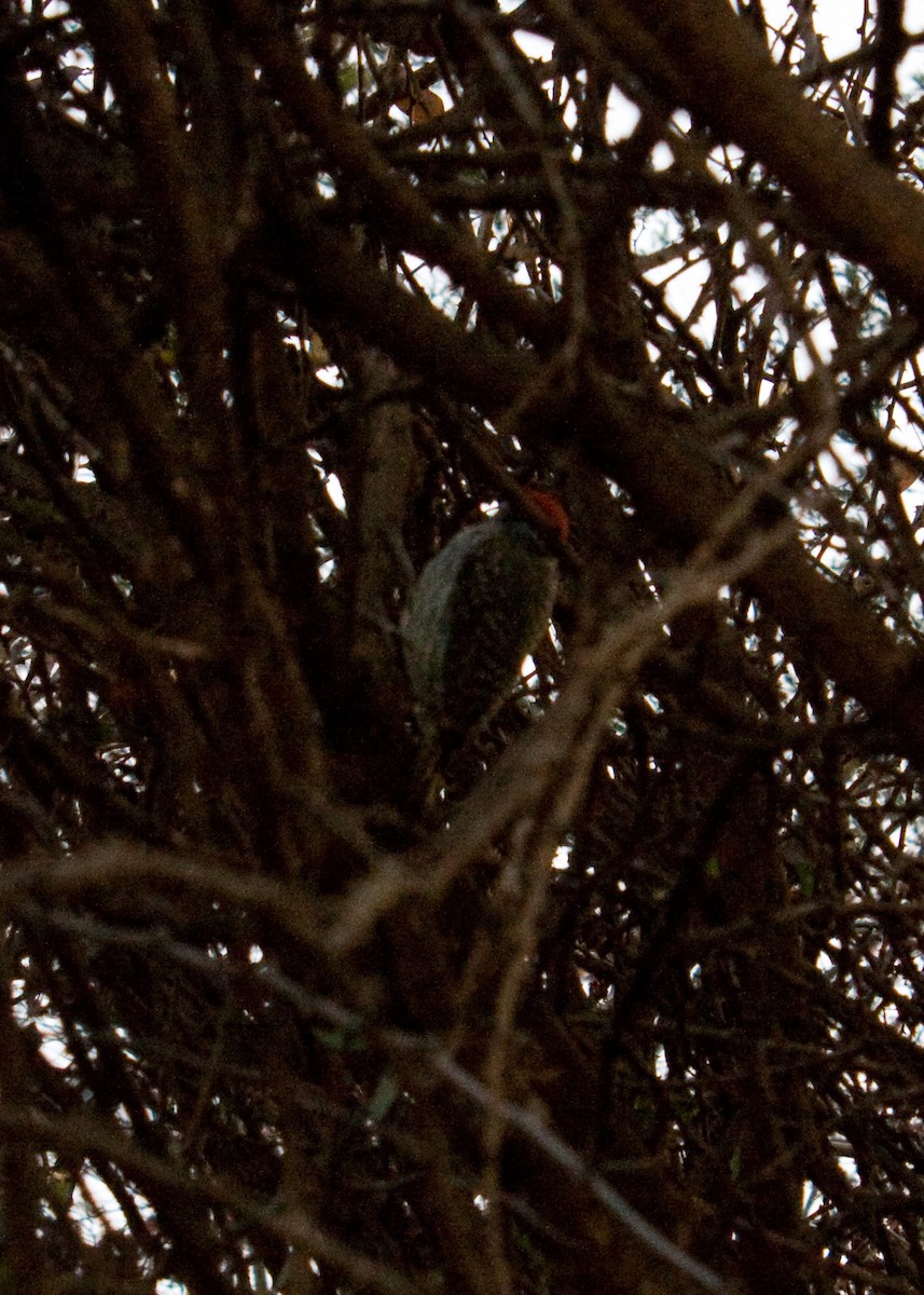 Cardinal Woodpecker - ML619422950