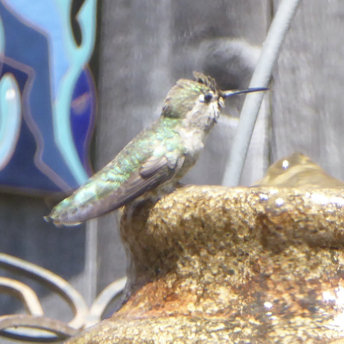 Anna's Hummingbird - ML619422965