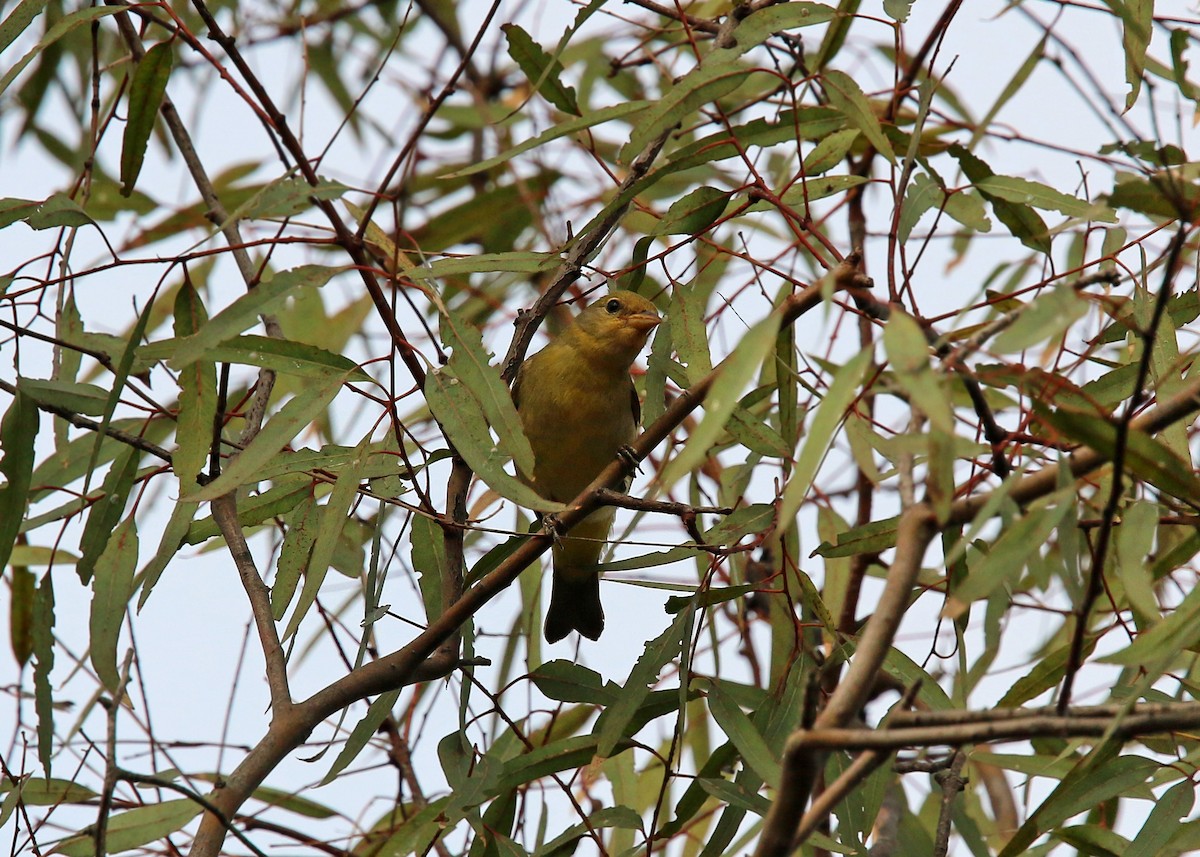 Western Tanager - ML619422974