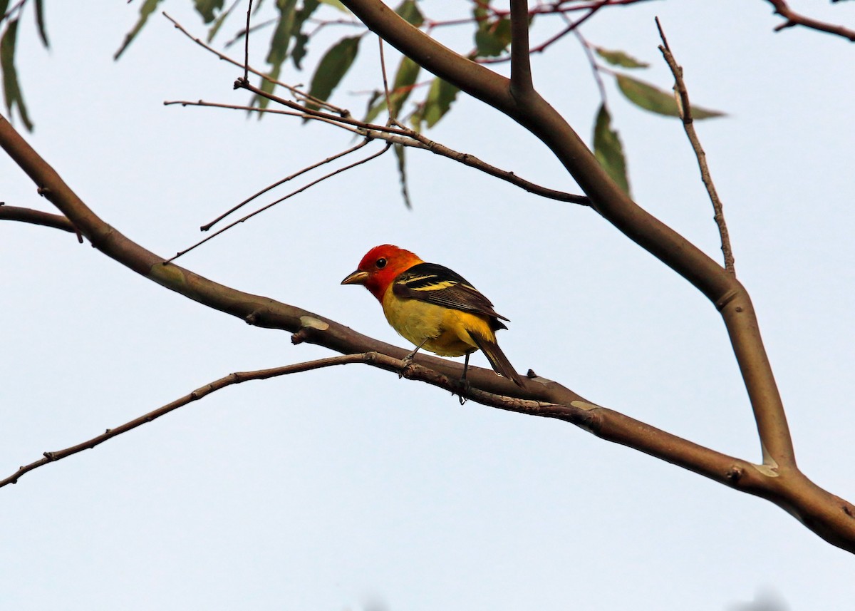 Western Tanager - ML619422977