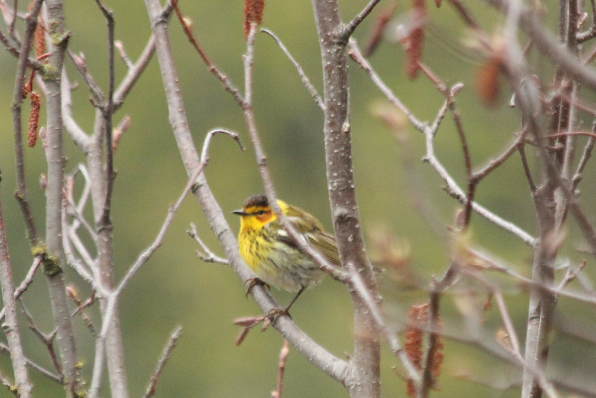 Cape May Warbler - ML619422990