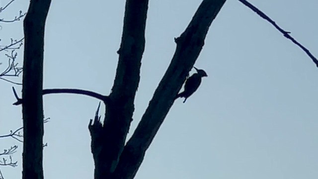 Pileated Woodpecker - ML619423024