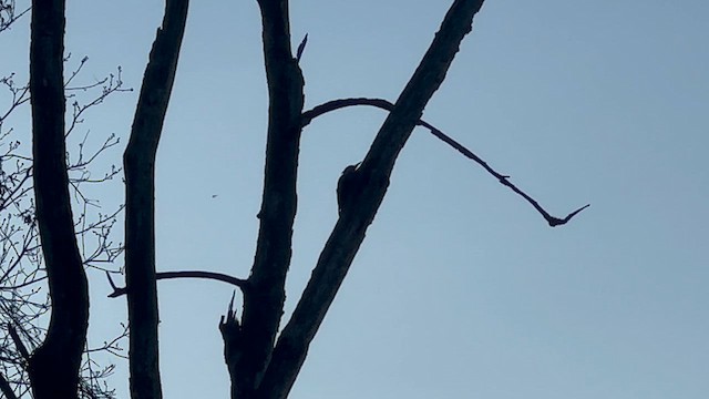 Pileated Woodpecker - ML619423025